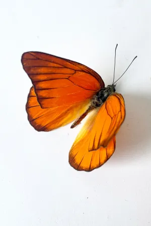 Appias nero